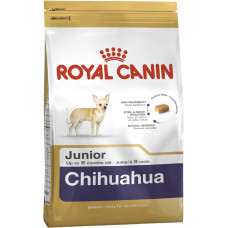 CHIHUAHUA JUNIOR