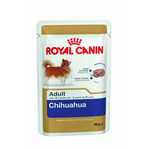 CHIHUAHUA ADULT