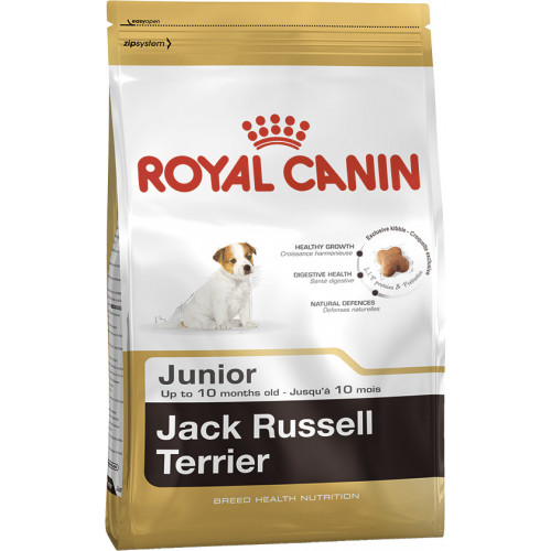 JACK RUSSEL JUNIOR