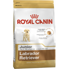 LABRADOR JUNIOR