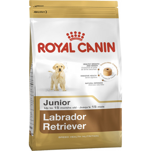 LABRADOR JUNIOR